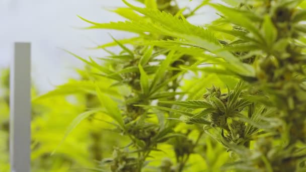 Primer plano de las plantas medicinales de cannabis que crecen dentro de un invernadero — Vídeo de stock