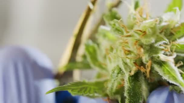 Macro tiro de Cannabis médica aparar em uma estufa crescente — Vídeo de Stock