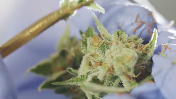Macro shot of medical Cannabis trimming in a growing greenhouse — Stock Video