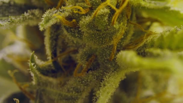 Macro shot di un fiore di Cannabis in una struttura di coltivazione — Video Stock