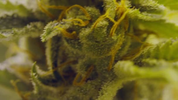 Macro shot di un fiore di Cannabis in una struttura di coltivazione — Video Stock