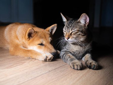 Shiba Inu köpek yavrusu küçük bir tilkiye benziyor.