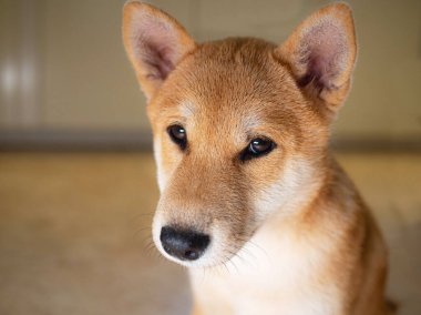 Shiba Inu köpek yavrusu küçük bir tilkiye benziyor.
