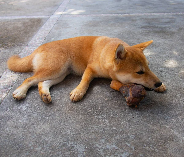 Cachorrinho Shiba Inu Parece Uma Pequena Raposa — Fotografia de Stock