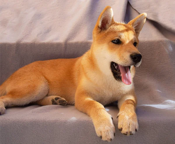 Shiba Inu Valp Ser Som Liten Räv — Stockfoto