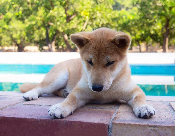 Shiba Inu Köpek Yavrusu Küçük Bir Tilkiye Benziyor — Stok fotoğraf