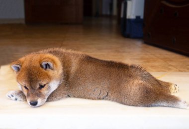 Shiba Inu köpek yavrusu küçük bir tilkiye benziyor.