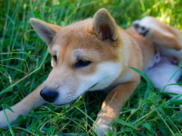 Cachorrinho Shiba Inu Parece Uma Pequena Raposa — Fotografia de Stock