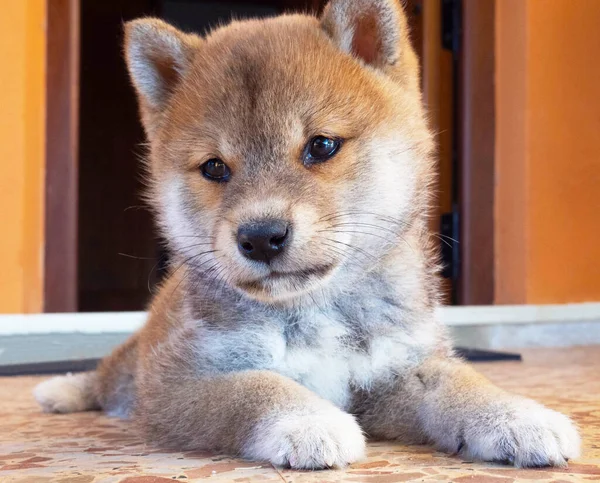 Shiba Inu Anak Anjing Terlihat Seperti Rubah Kecil — Stok Foto