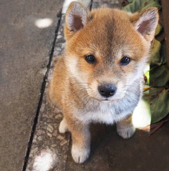 Shiba Inu Köpek Yavrusu Küçük Bir Tilkiye Benziyor — Stok fotoğraf