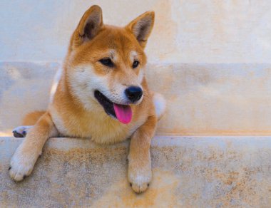 Shiba Inu köpek yavrusu küçük bir tilkiye benziyor.