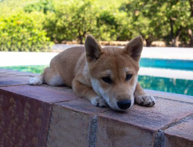 Shiba Inu köpek yavrusu küçük bir tilkiye benziyor.