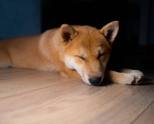 Cachorrinho Shiba Inu Parece Uma Pequena Raposa — Fotografia de Stock