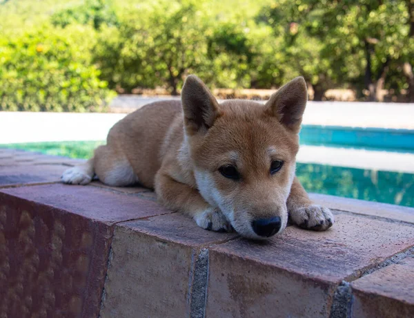 Shiba Inu Puppy Looks Little Fox — Stock Photo, Image