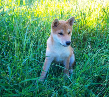 Shiba Inu köpek yavrusu küçük bir tilkiye benziyor.