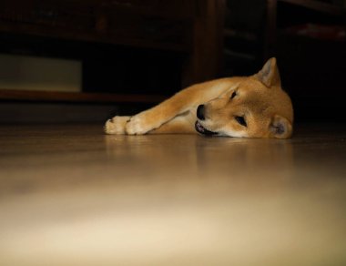 Shiba Inu köpek yavrusu küçük bir tilkiye benziyor.