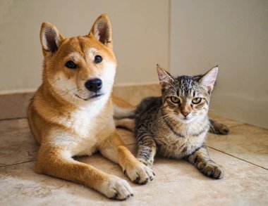 Shiba Inu köpeği ve arkadaşı çizgili kedi yavrusu.
