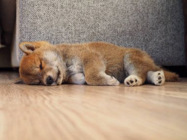 Shiba Inu köpek yavrusu küçük bir tilkiye benziyor.
