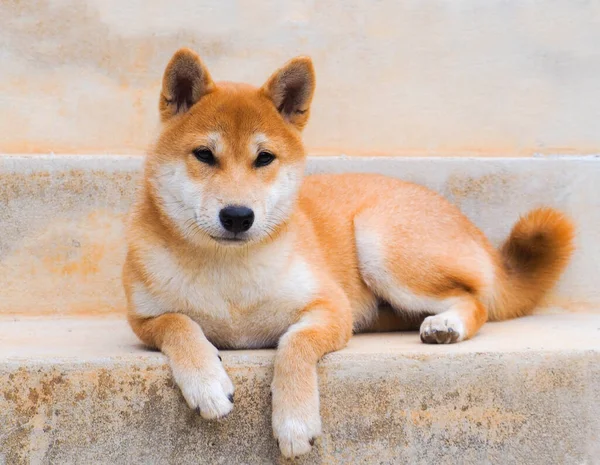 Shiba Inu Κουτάβι Μοιάζει Μια Μικρή Αλεπού — Φωτογραφία Αρχείου