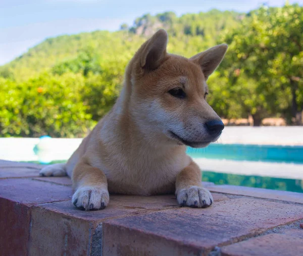 Shiba Inu Köpek Yavrusu Küçük Bir Tilkiye Benziyor — Stok fotoğraf