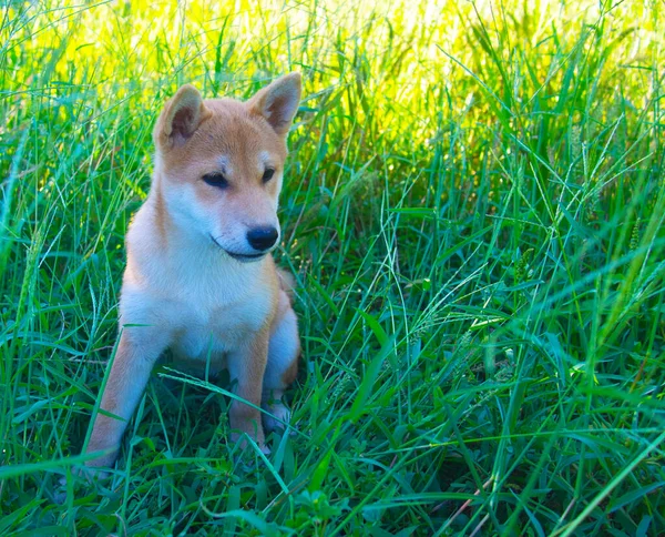 Цуценя Shiba Inu Виглядає Маленька Лисиця — стокове фото