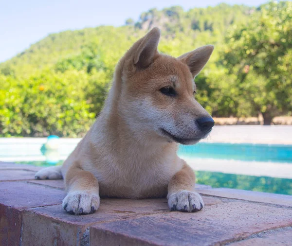 Cachorrinho Shiba Inu Parece Uma Pequena Raposa — Fotografia de Stock