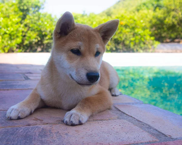 Shiba Inu Köpek Yavrusu Küçük Bir Tilkiye Benziyor — Stok fotoğraf