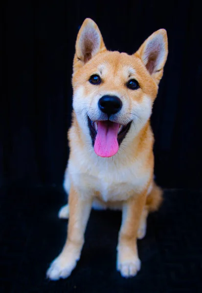 Shiba Inu Valp Ser Som Liten Räv — Stockfoto