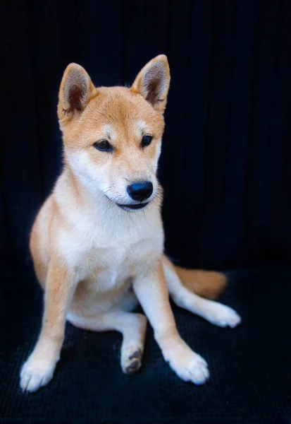 Cachorrinho Shiba Inu Parece Uma Pequena Raposa — Fotografia de Stock