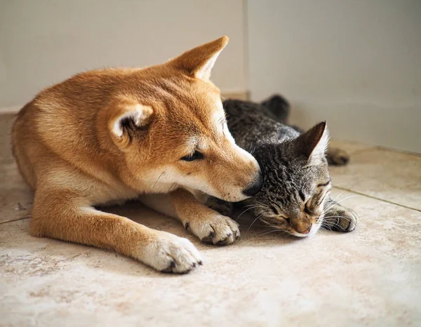 Shiba Inu Valp Ser Som Liten Räv — Stockfoto