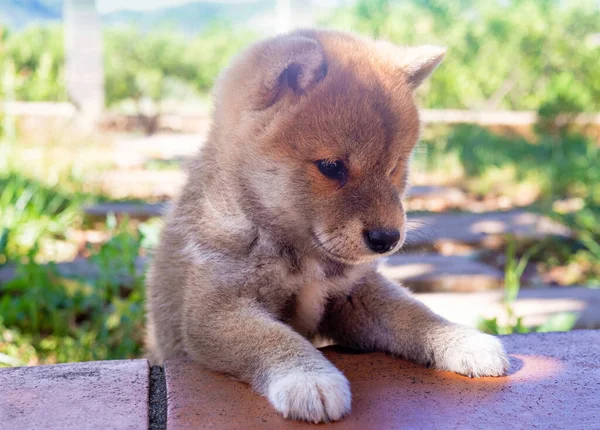 Shiba Inu Anak Anjing Terlihat Seperti Rubah Kecil — Stok Foto