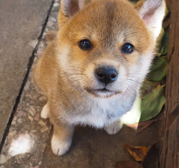 Shiba Inu Puppy Looks Little Fox — Stock Photo, Image