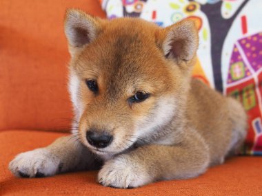 Shiba Inu köpek yavrusu küçük bir tilkiye benziyor.