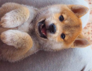 Shiba Inu köpek yavrusu küçük bir tilkiye benziyor.