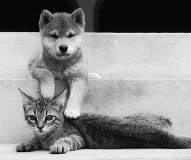 Shiba Inu köpeği ve arkadaşı çizgili kedi yavrusu.