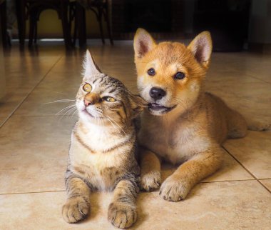 Shiba Inu köpeği ve arkadaşı çizgili kedi yavrusu.