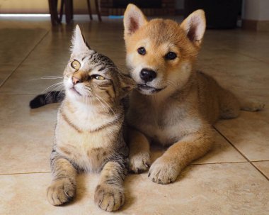 Shiba Inu köpeği ve arkadaşı çizgili kedi yavrusu.
