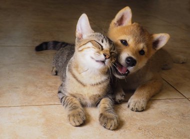 Shiba Inu köpeği ve arkadaşı çizgili kedi yavrusu.