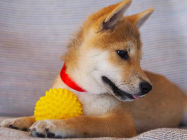 Shiba Inu köpek yavrusu küçük bir tilkiye benziyor.