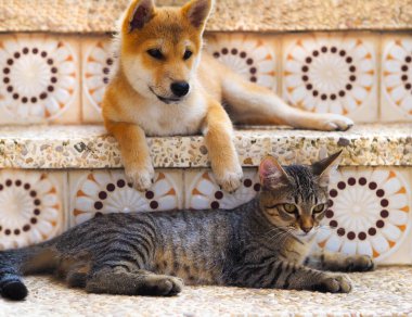 Shiba Inu köpeği ve arkadaşı çizgili kedi yavrusu.