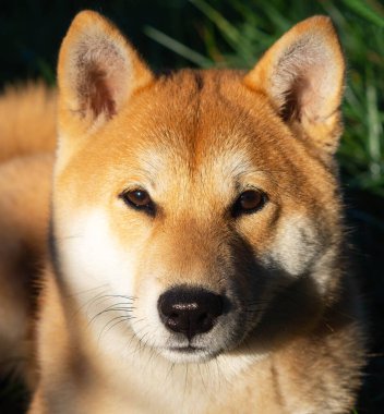 Shiba Inu köpek yavrusu küçük bir tilkiye benziyor.