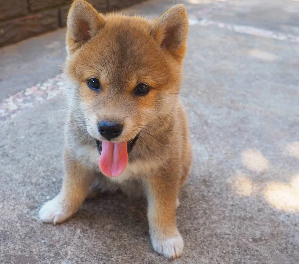 Shiba Inu Puppy Looks Little Fox — Stock Photo, Image