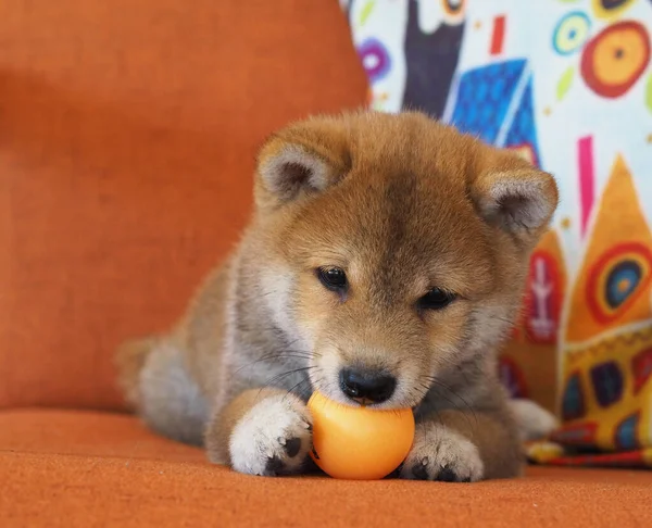 Shiba Inu Anak Anjing Terlihat Seperti Rubah Kecil — Stok Foto