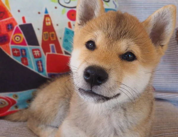 Shiba Inu Puppy Looks Little Fox — Stock Photo, Image