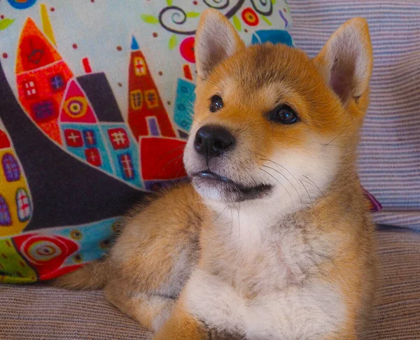 Shiba Inu Welpe Sieht Aus Wie Ein Kleiner Fuchs — Stockfoto