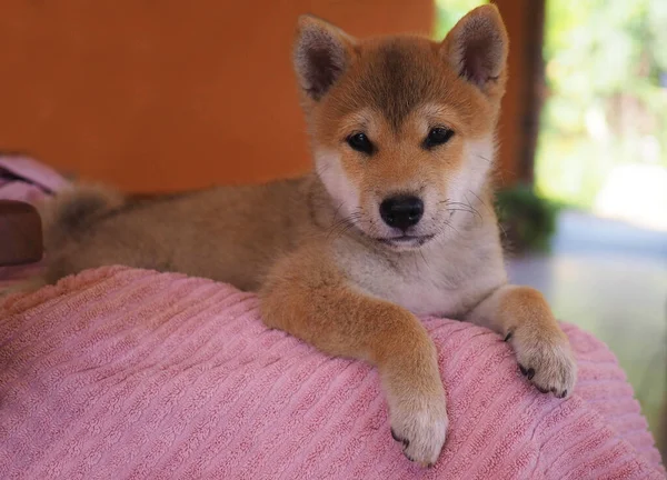 芝犬の子犬は小さなキツネのように見えます — ストック写真