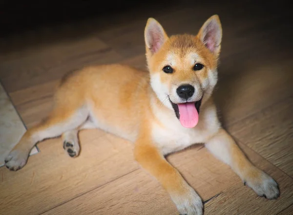 Shiba Inu Κουτάβι Μοιάζει Μια Μικρή Αλεπού — Φωτογραφία Αρχείου