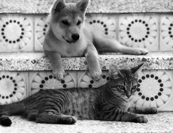 芝犬子犬と彼の友人ストライプ子猫 — ストック写真