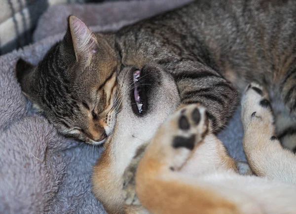 Shiba Inu Puppy Zijn Vriend Gestreepte Kitten — Stockfoto