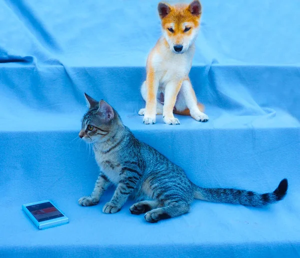 Shiba Inu Puppy Zijn Vriend Gestreepte Kitten — Stockfoto